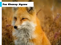 Fox closeup jigsaw