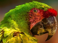 Parrot bird puzzle