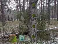 Return to the frozen forest